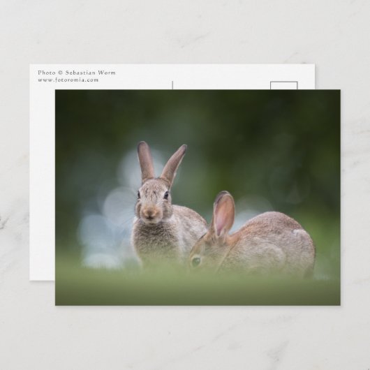 foto Bunnies Wildlife Briefkaart (Voorkant / Achterkant)