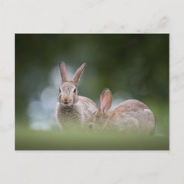 foto Bunnies Wildlife Briefkaart
