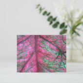 Foto Caladium Red en Green Leaves Briefkaart (Staand voorkant)