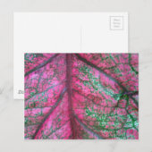 Foto Caladium Red en Green Leaves Briefkaart (Voorkant / Achterkant)