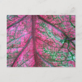 Foto Caladium Red en Green Leaves Briefkaart
