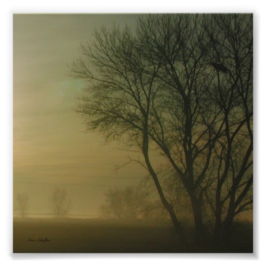 Foto Californische zonneboom Silhouette Foto Afdruk (Voorkant)