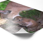 Foto - caracal afdruk (Hoek)