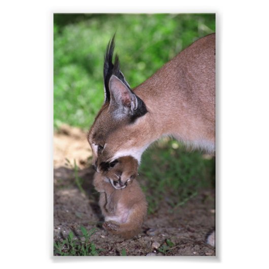 Foto - caracal afdruk (Voorkant)