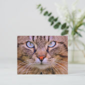 foto cat briefkaart (Staand voorkant)
