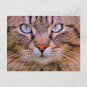 foto cat briefkaart (Voorkant)