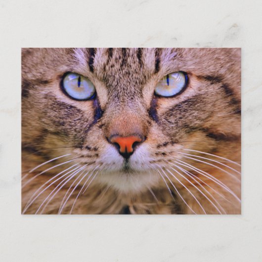 foto cat briefkaart (Voorkant)