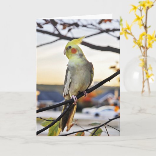 Foto Cockatielprofiel Kaart (Gele Bloem)