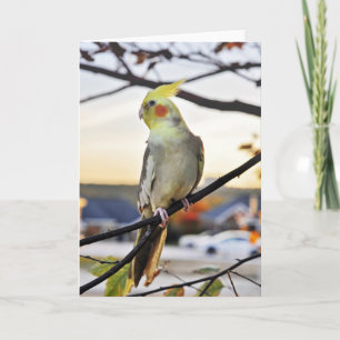 Foto Cockatielprofiel Kaart