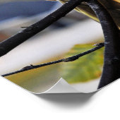 Foto Cockatielprofiel Poster (Hoek)