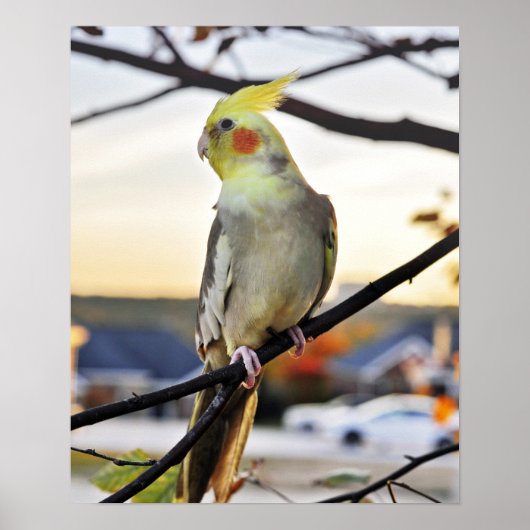 Foto Cockatielprofiel Poster (Voorkant)