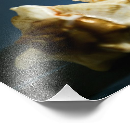 Foto Conch 3335 Afdruk (Hoek)