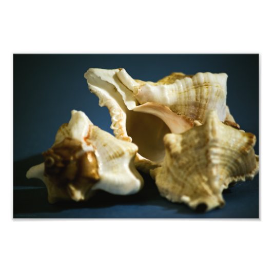 Foto Conch 3335 Foto Afdruk (Voorkant)