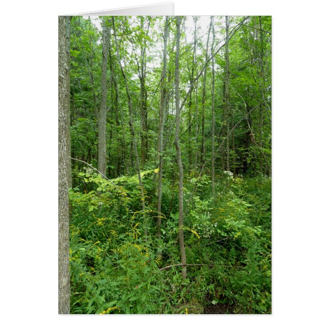 Foto "Cottage Country" (Voorkant)