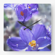 Foto Crocus Purple Flowers