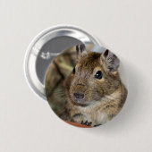 Foto Cute Alert Degu Ronde Button 5,7 Cm (Voorkant /achterkant)