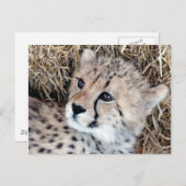 Foto Cute Cheetah Cub Briefkaart (Voorkant / Achterkant)