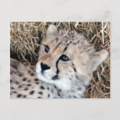 Foto Cute Cheetah Cub Briefkaart (Voorkant)
