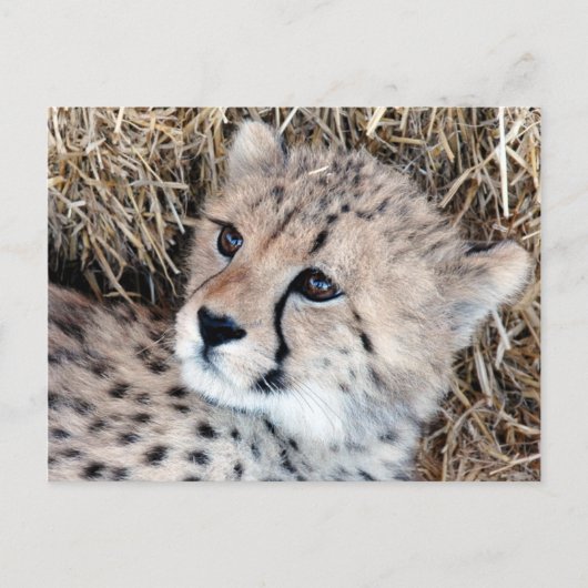 Foto Cute Cheetah Cub Briefkaart (Voorkant)