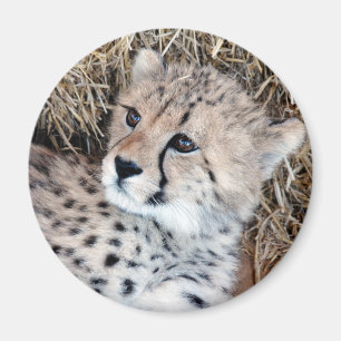 Foto Cute Cheetah Cub Magneet