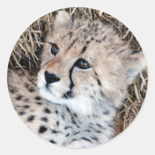 Foto Cute Cheetah Cub Ronde Sticker