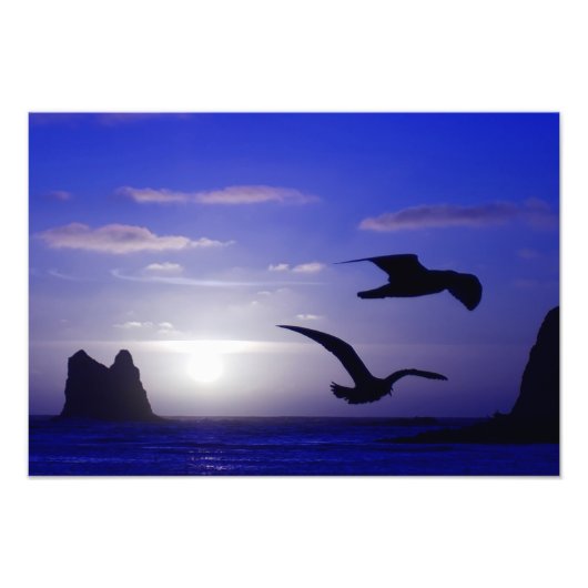 foto " de dubbele vogel blut " afdruk (Voorkant)