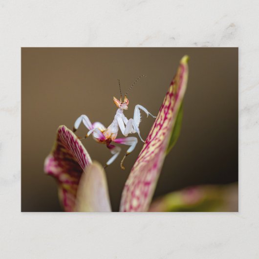 Foto einer jungen Orchideenmantis  Briefkaart (Voorkant)