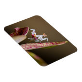 Foto einer jungen Orchideenmantis  Magneet (Rechterzijde)