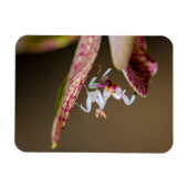 Foto einer jungen Orchideenmantis  Magneet (Horizontaal)