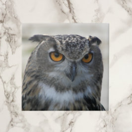 Foto Eurasian Eagle Owl Tegeltje