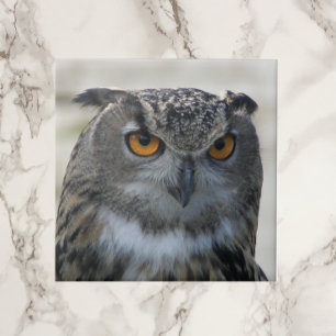 Foto Eurasian Eagle Owl Tegeltje