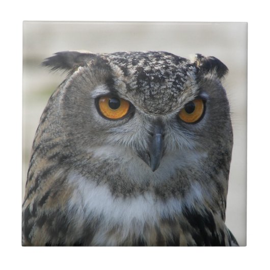 Foto Eurasian Eagle Owl Tegeltje (Voorkant)