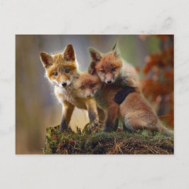 Foto Fox Kits Briefkaart