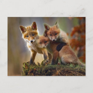 Foto Fox Kits Briefkaart