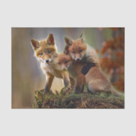 Foto Fox Kits Tissuepapier