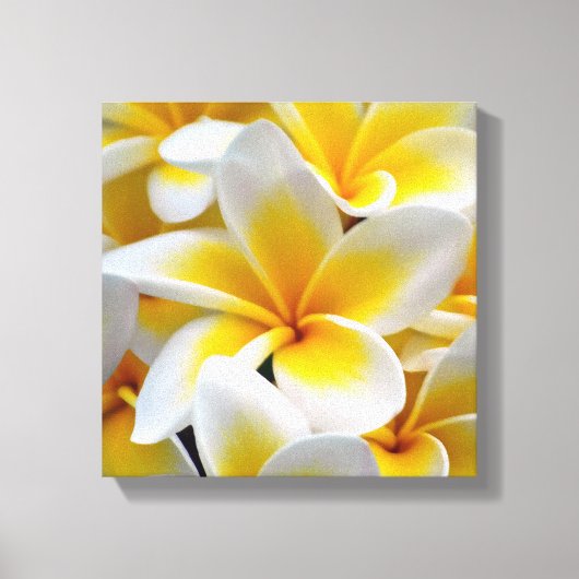 Foto Frangipani Plumeria Flower Canvas Afdruk (Voorkant)