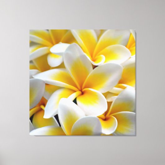 Foto Frangipani Plumeria Flower Canvas Afdruk (Voorkant)