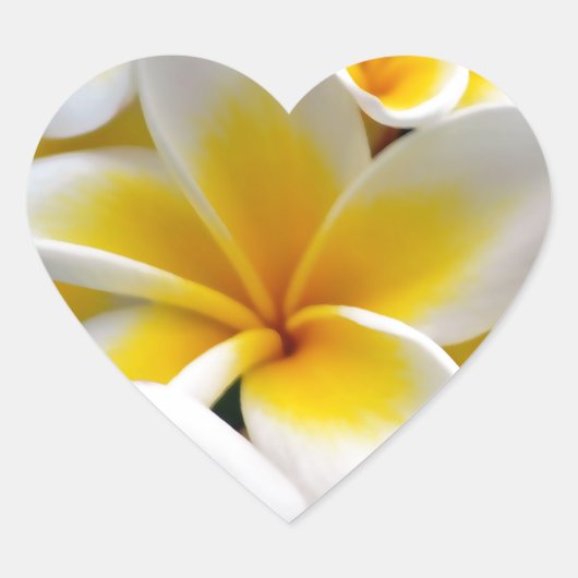 Foto Frangipani Plumeria Flower Hart Sticker (Voorkant)