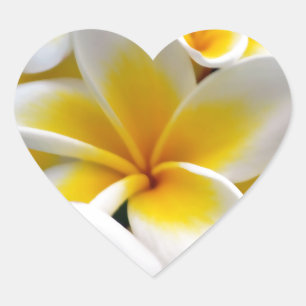 Foto Frangipani Plumeria Flower Hart Sticker