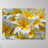Foto Frangipani Plumeria Flower Poster (Voorkant)