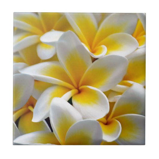 Foto Frangipani Plumeria Flower Tegeltje (Voorkant)