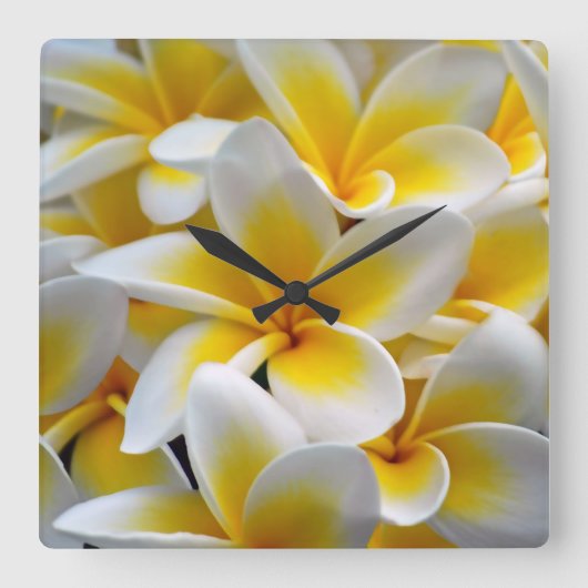 Foto Frangipani Plumeria Flower Vierkante Klok (Voorkant)