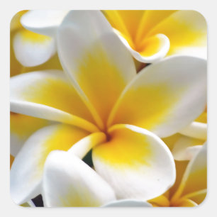Foto Frangipani Plumeria Flower Vierkante Sticker