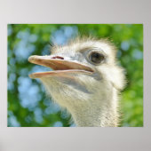 Foto Funny Ostrich Poster (Voorkant)