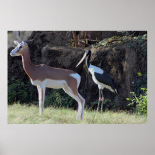 Foto Gazelle en Stork Poster