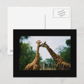 Foto Giraffe Briefkaart (Voorkant / Achterkant)