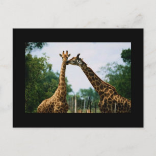 Foto Giraffe Briefkaart