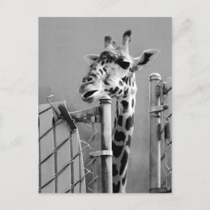 Foto Giraffe portret Briefkaart