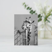 Foto Giraffe portret Briefkaart (Staand voorkant)