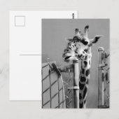 Foto Giraffe portret Briefkaart (Voorkant / Achterkant)